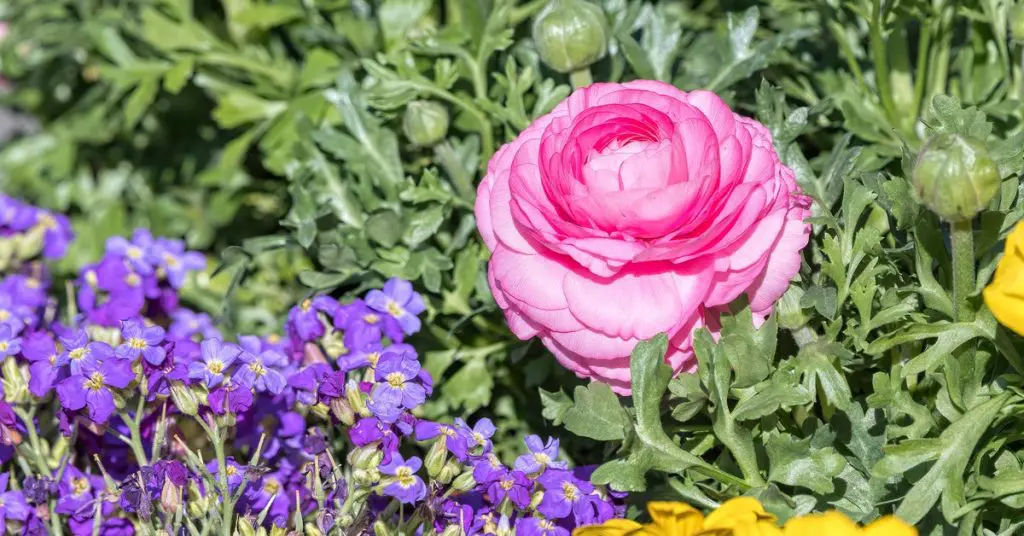 Why, When, How To Divide Perennials, peonia