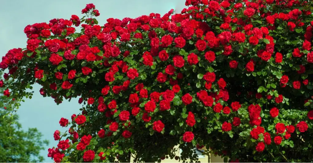 5 Types: The Right Rose For Your Garden, Rose Bushes