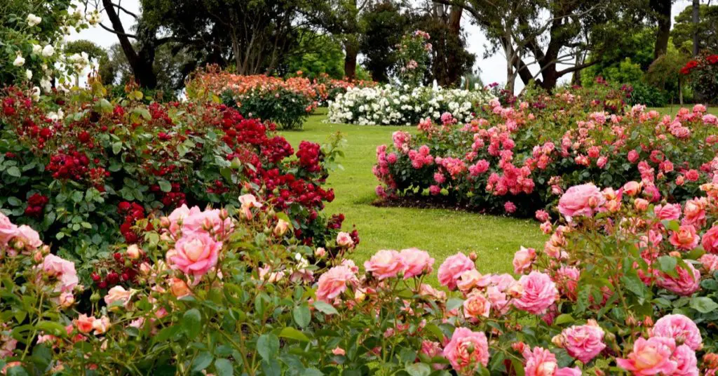 5 Types: The Right Rose For Your Garden