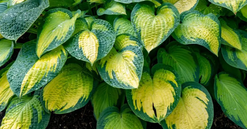Shade Garden Color Design Ideas, Paul's Glory Hosta