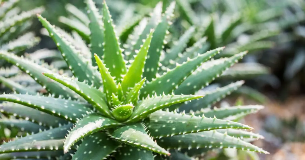 7 Plants Toxic to Your Pets, aloe vera plant