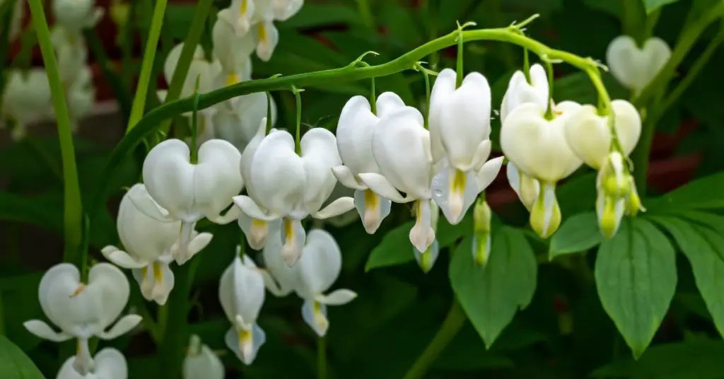 Shade Garden Color Design Ideas, alba bleeding hearts