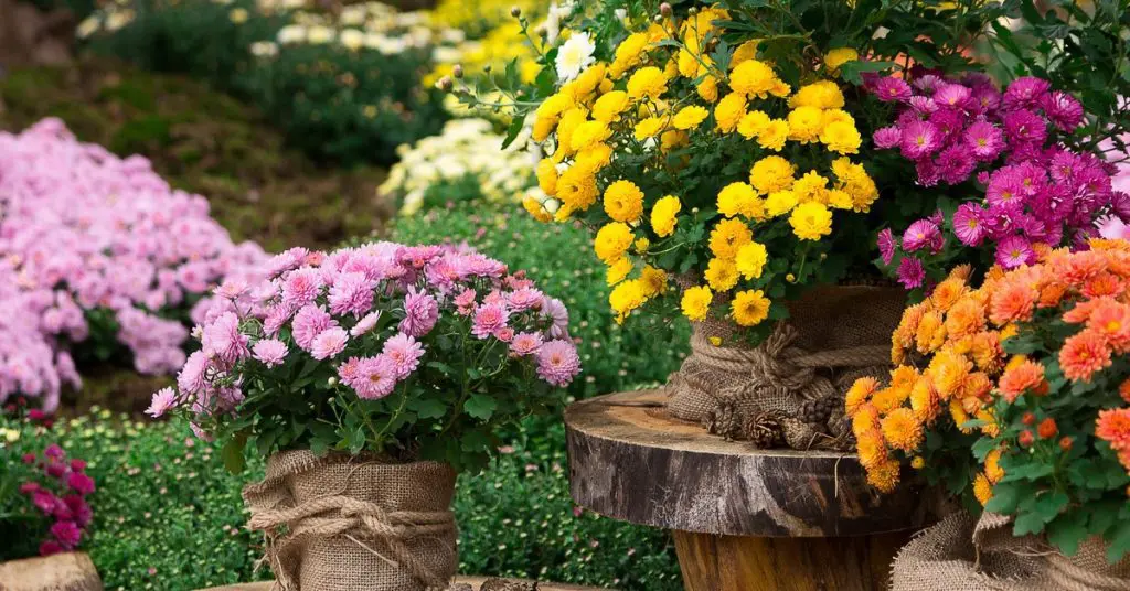 7 Plants Toxic to Your Pets, chrysanthemum