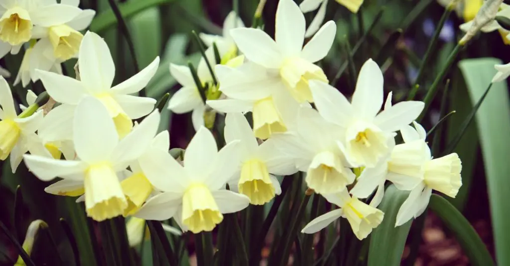 7 Plants Toxic to Your Pets, daffodil