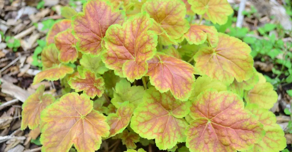 Shade Garden Color Design Ideas, Heuchera Peach Flambe 