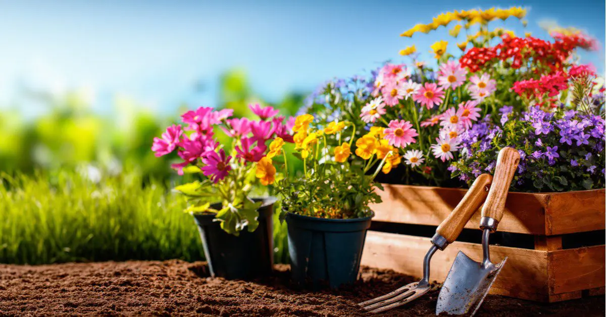 7 Plants Toxic to Your Pets