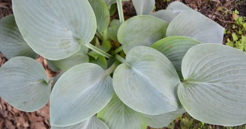 Shade Garden Color Design Ideas, Headspen blue hostas