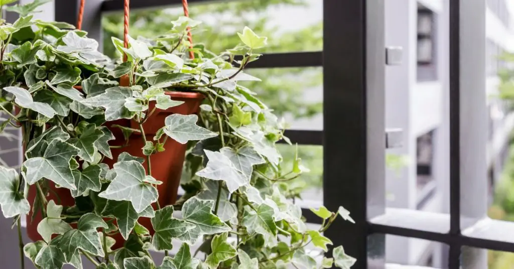 7 Plants Toxic to Your Pets, ivy plant