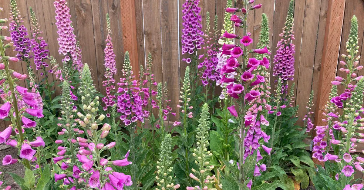 Shade Garden Color Design Ideas, lavendar foxglove