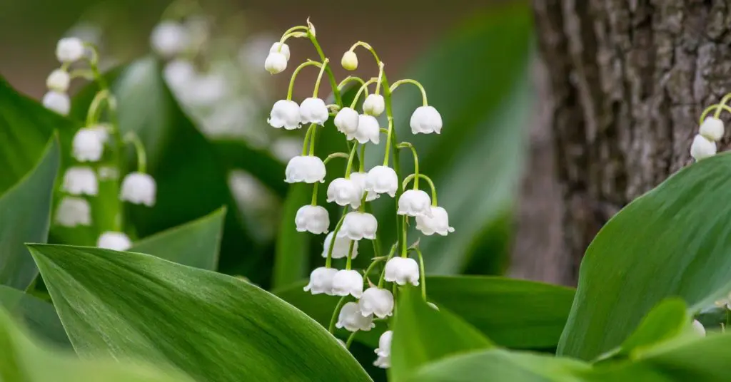 7 Plants Toxic to Your Pets, lily of the valley