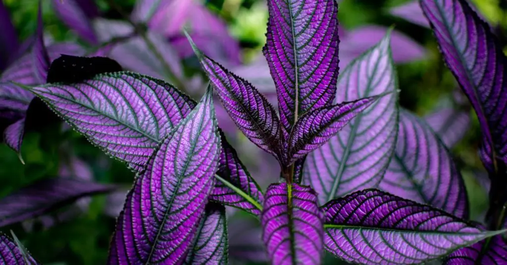 Shade Garden Color Design Ideas, persian shield