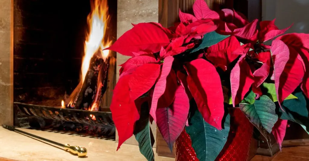x7 Plants Toxic to Your Pets, poinsettia
