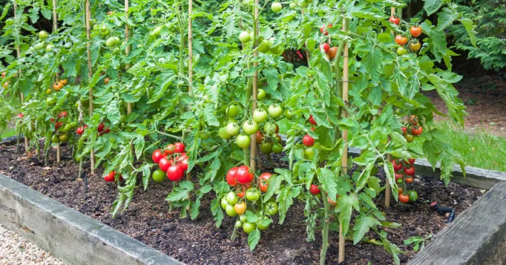 7 Plants Toxic to Your Pets, tomato plant