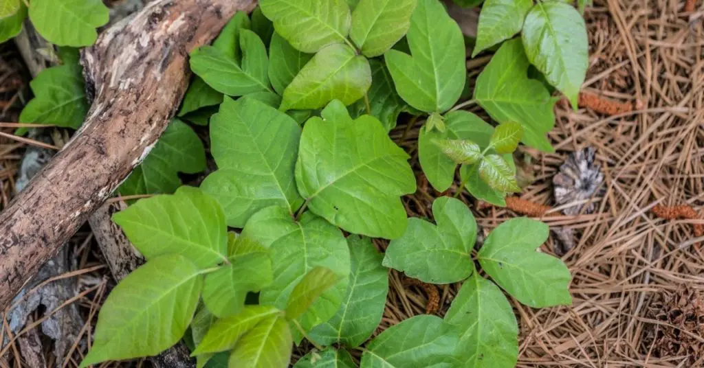 Poison Ivy Identification: spring
