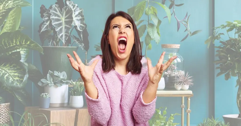 5 Ways to Stop Killing your Houseplants