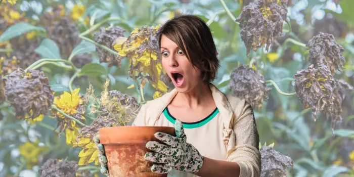 5 Tips To Stop Your Outdoor Plants From Dying