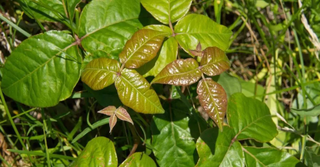 Poison Ivy Identification: summer