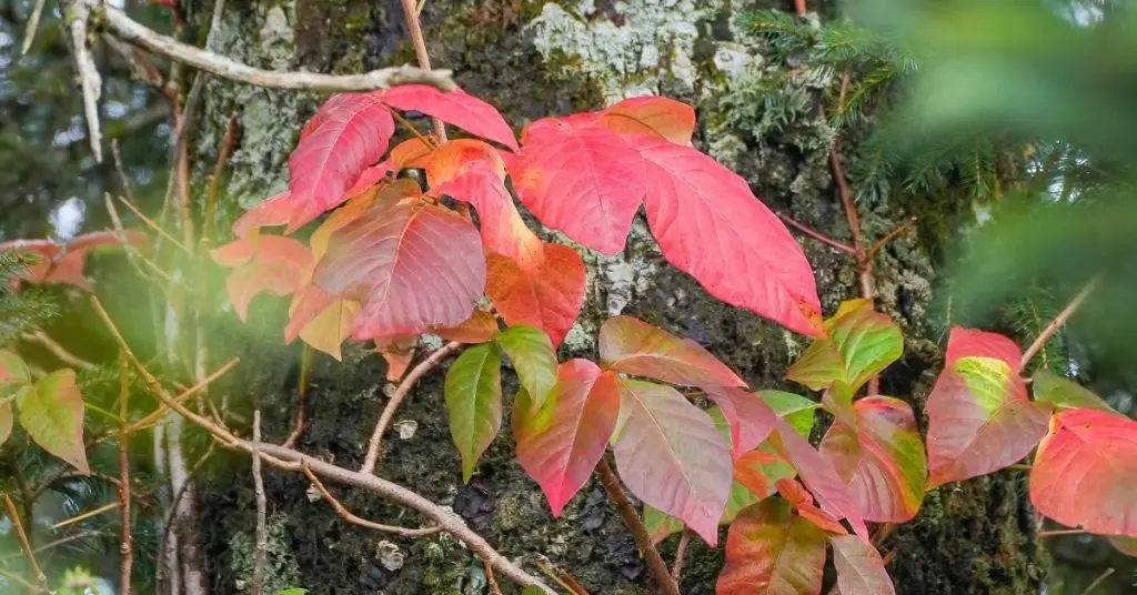 Poison Ivy Identification: fall, autumn