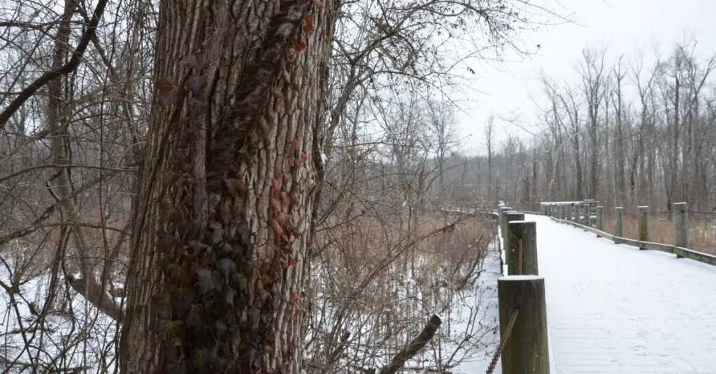 Poison Ivy Identification: winter