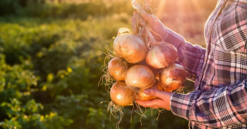 Make Your Own Liquid Fertilizer