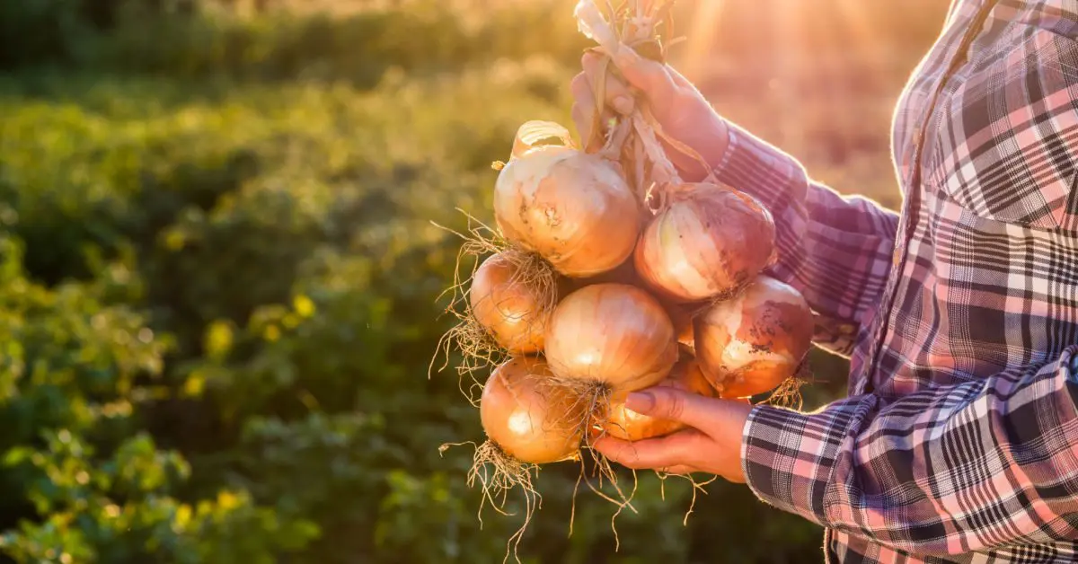 Make Your Own Liquid Fertilizer