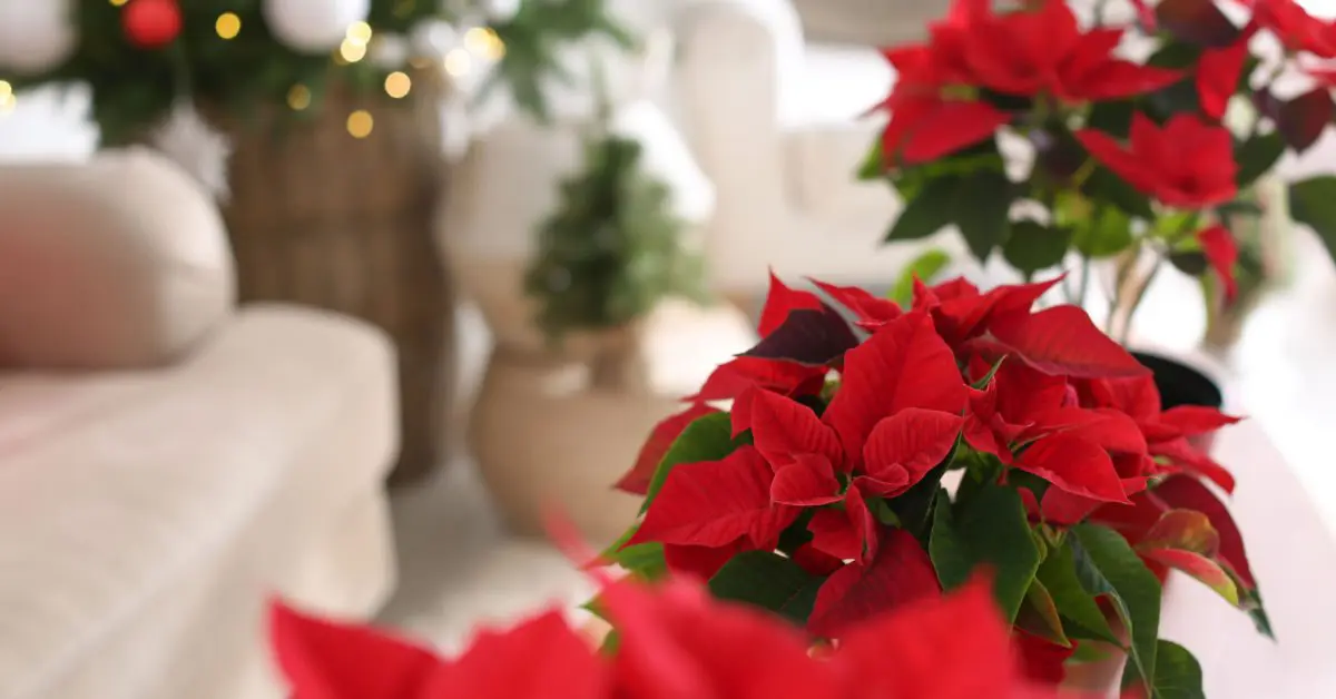 4 Poinsettia Pointer Tips To Keep Them Alive and Beautiful