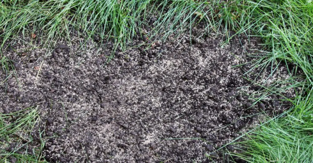 Best Tips: How To Get Your Lawn Ready For Summer