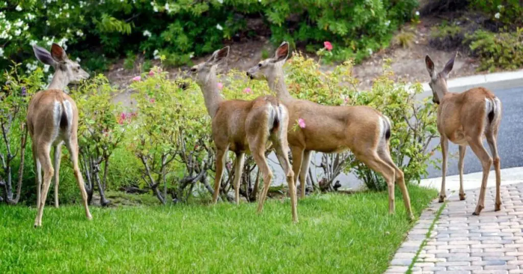 How to keep deer out of your garden