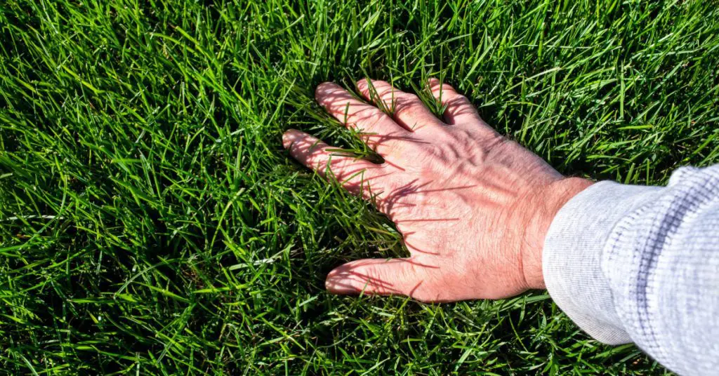 Hand in the grass, concept of The Importance of Fall Fertilization
