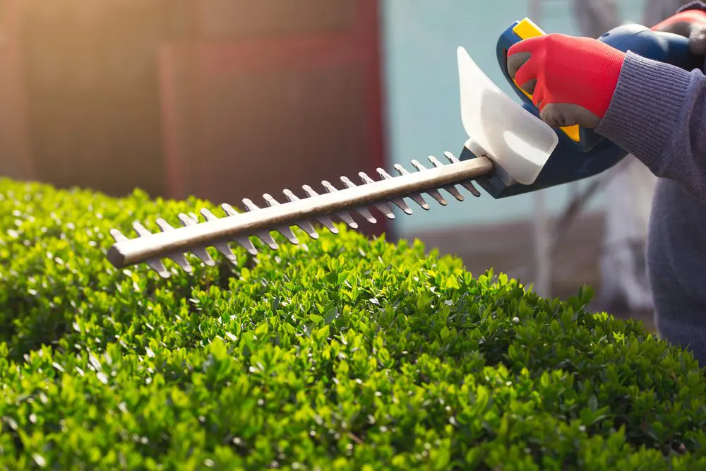 https://fernandeznsons.com/best-time-to-trim-shrubs-in-new-jersey/