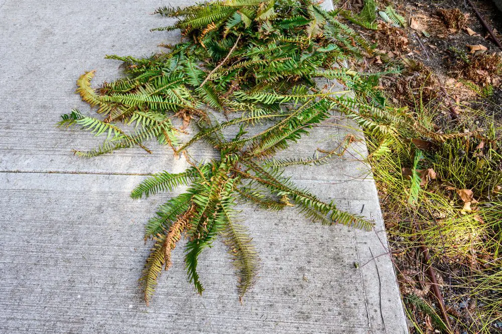 Parsippany NJ Spring Yard Maintenance & Landscaping