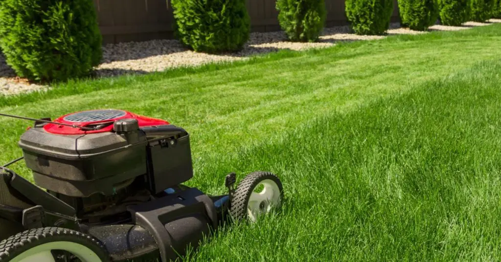 summer lawn care showing front of lawn mower cutting green grass