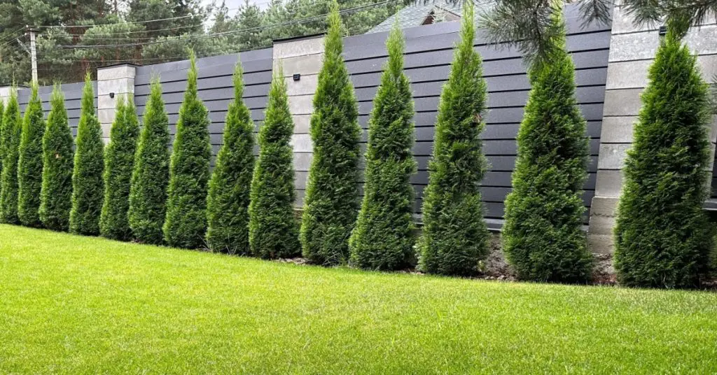 arborvitae for low-maintenance landscaping