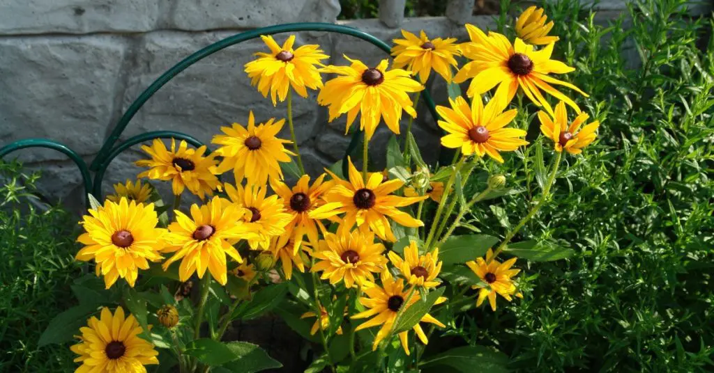 black eyed susans for low-maintenance landscaping