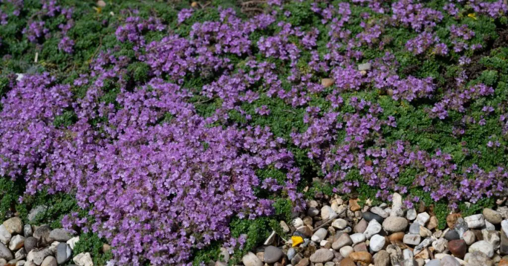 creeping thyme for low-maintenance landscaping
