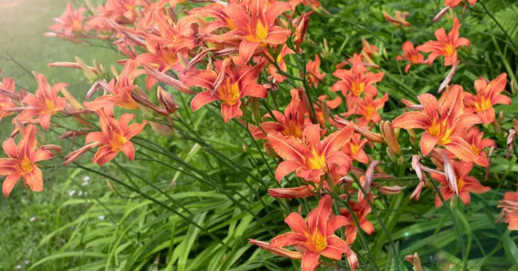 daylilies for low-maintenance landscaping