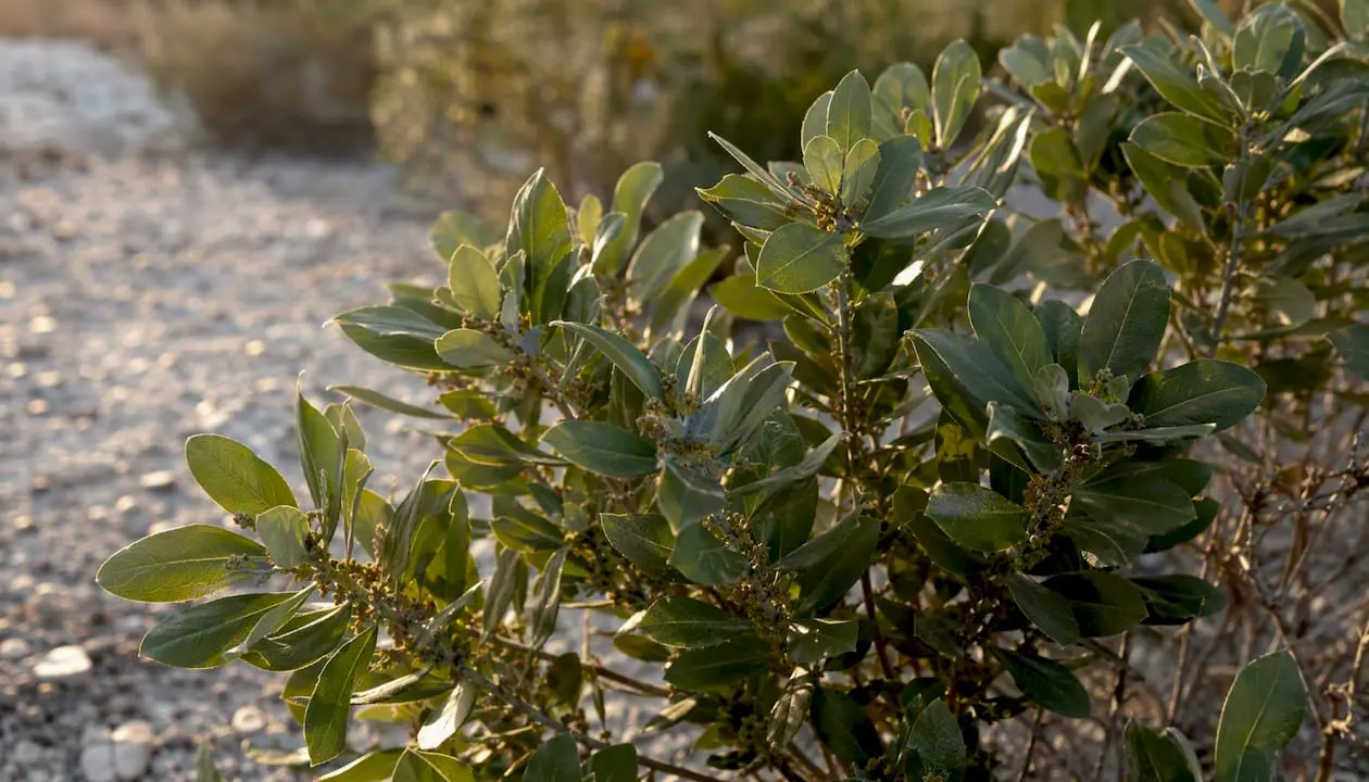 Northern bayberry shrub in coastal NJ garden