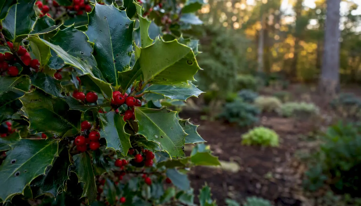 Close-up of American holly leaves and berries