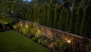 Layered backyard privacy landscaping with fence and evergreens