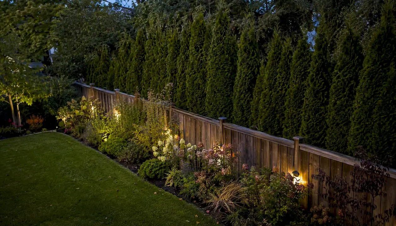 Layered backyard privacy landscaping with fence and evergreens
