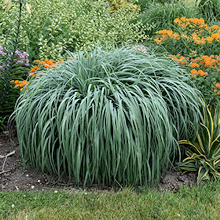 Prairie Winds Niagara Falls Switch Grass (Panicum virgatum ...