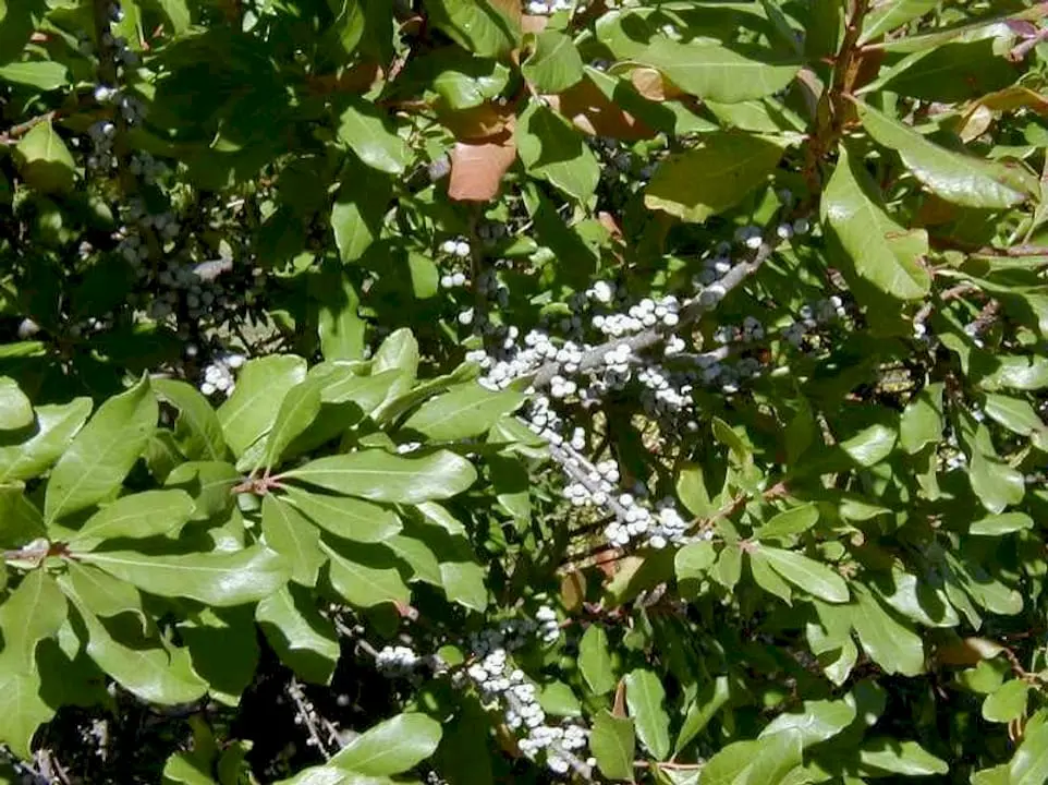Morella pensylvanica - Jersey-Friendly Yards