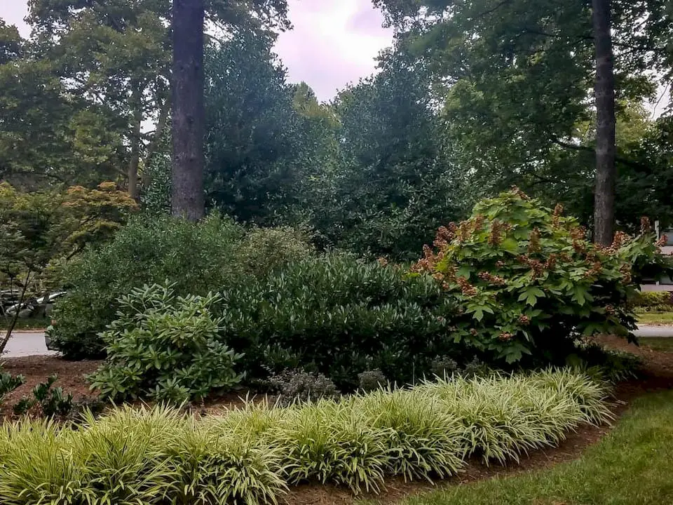 Plants for Mixed Privacy Screens | University of Maryland Extension