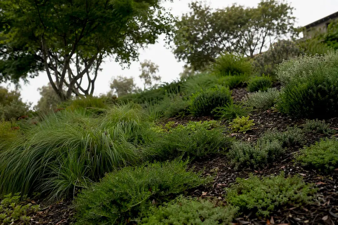 Native shrubs and groundcovers stabilizing slope