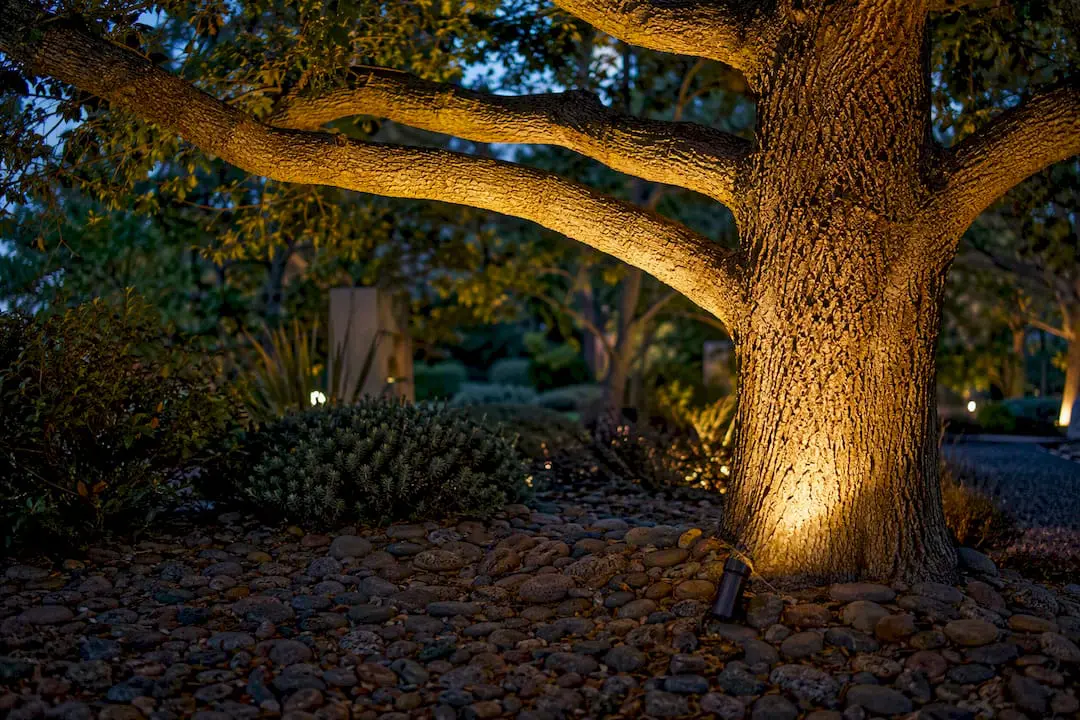 LED uplight casting beam on tree trunk and canopy