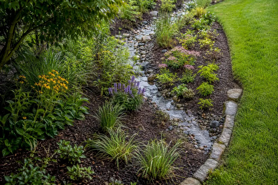 Native plants arranged around a rain garden