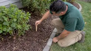 Landscaper measuring mulch depth around shrubs